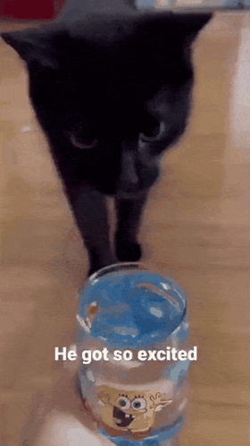 Black Cat Next to Blue Spongebob Glass Saying He Got So Excited