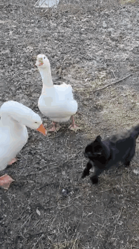 Black Cat Next to Two Ducks in Field