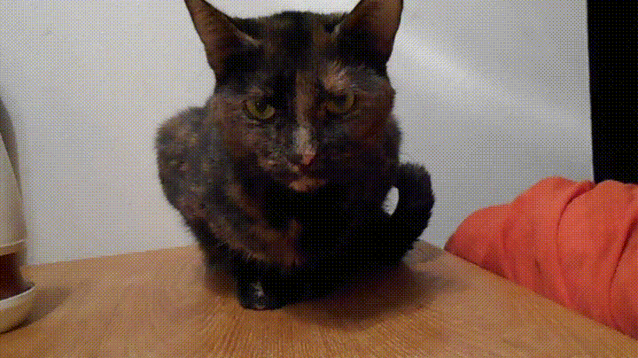 Black Cat Not Impressed Stare GIF