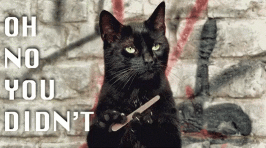 Black Cat Oh No You Didn't  GIF