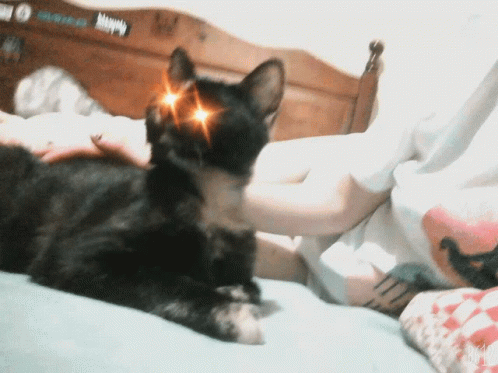 Black Cat on Bed with Happy Sticker