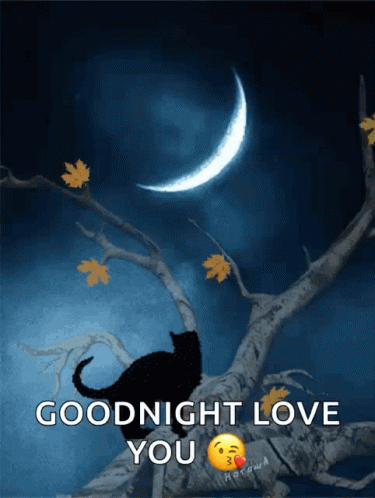 Black Cat On Tree Branch Goodnight Love You GIF
