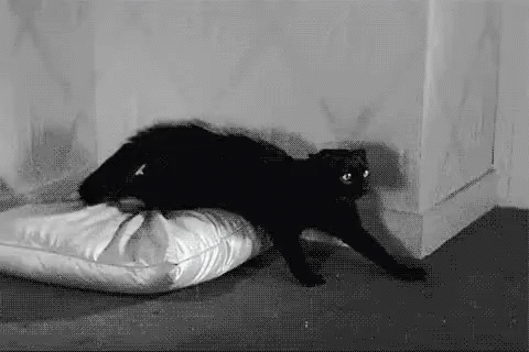 Black Cat On White Pillow GIF