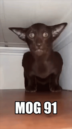 Black Cat On Wooden Shelf With Mog 91 GIF