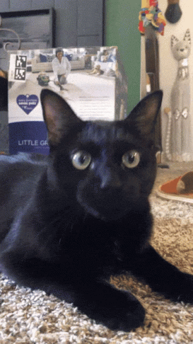 Black Cat Party Birthday Hat GIF