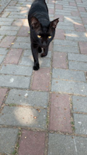 Black Cat Petting GIF