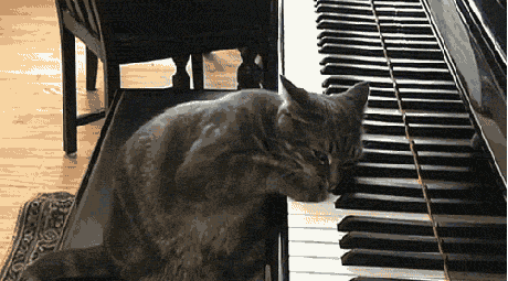 Black Cat Piano Recital GIF