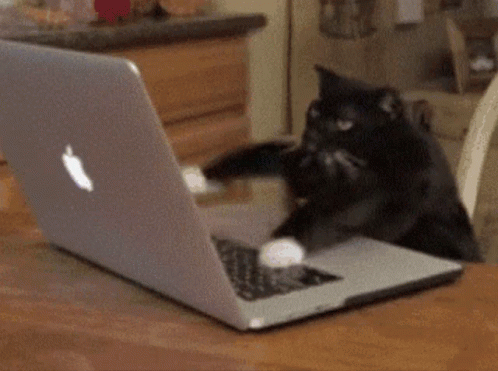 Black Cat Playing With Apple Laptop