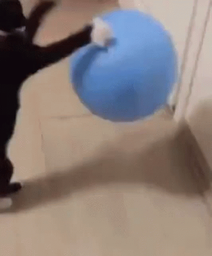 Black Cat Playing With Blue Ball GIF