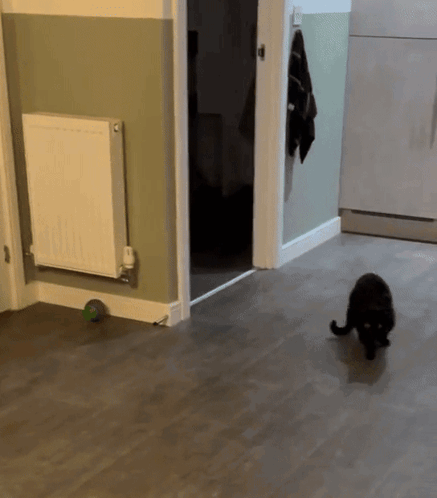 Black Cat Playing With Green Ball in Hallway