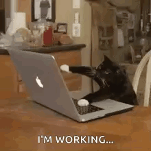 Black Cat Playing With Laptop
