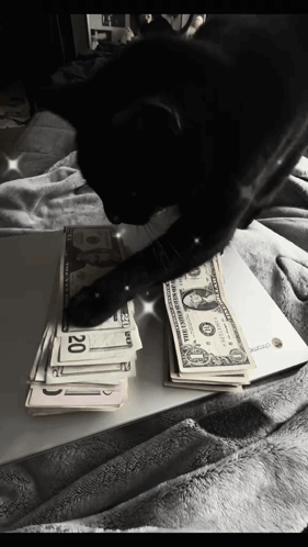 Black Cat Playing With Stack Of 20 Dollar Bills GIF