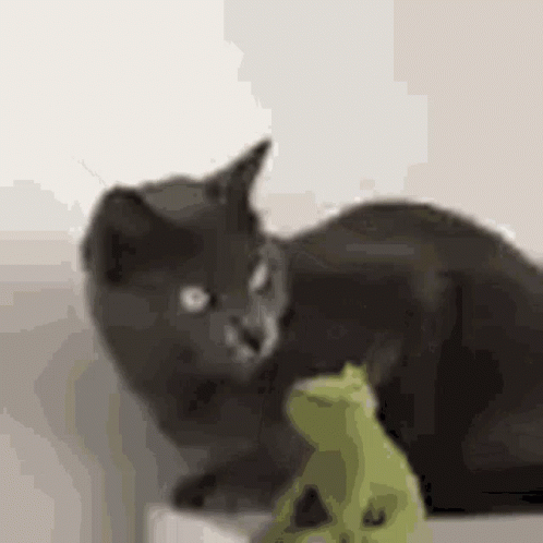 Black Cat Playing With Stuffed Frog GIF