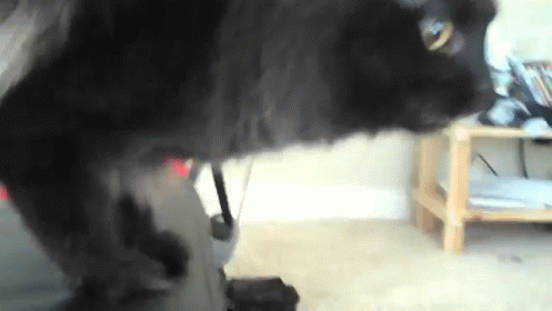 Black Cat Playing With Vacuum Cleaner GIF