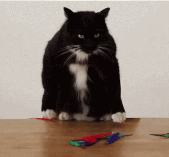 Black Cat Releasing Laser Eyes GIF