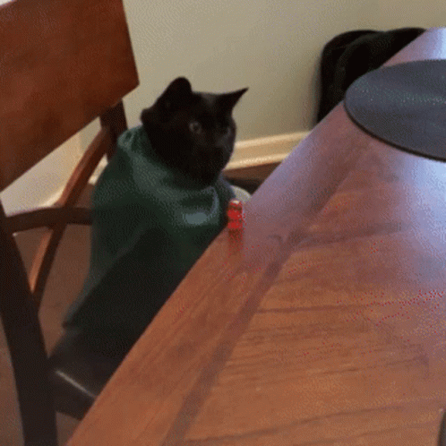 Black Cat Rolling Dice GIF