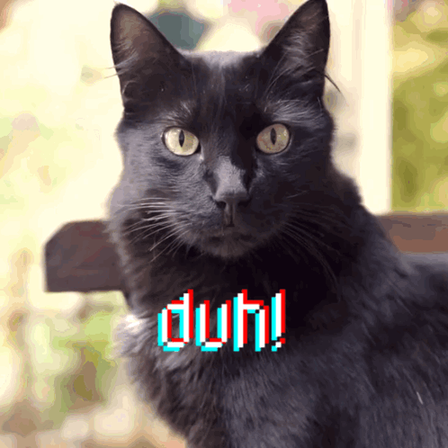 Black Cat Saying Duh