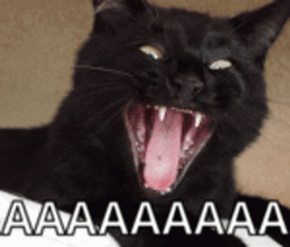 Black Cat Scream Aaaaaaaaaaa GIF