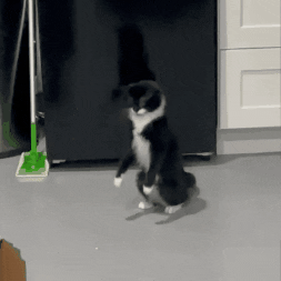 Black Cat Shocked Jumps Boing GIF