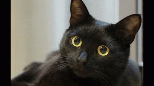Black Cat Side Eye GIF
