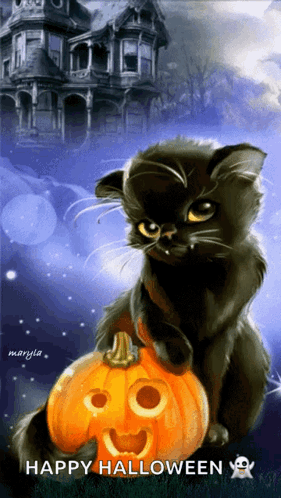 Black Cat Sitting Beside Carved Pumpkin GIF