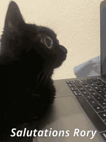 Black Cat Sitting in Front of Laptop