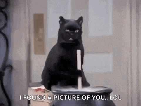 Black Cat Sitting On Pot Saying I Found A Picture Of You Lol GIF