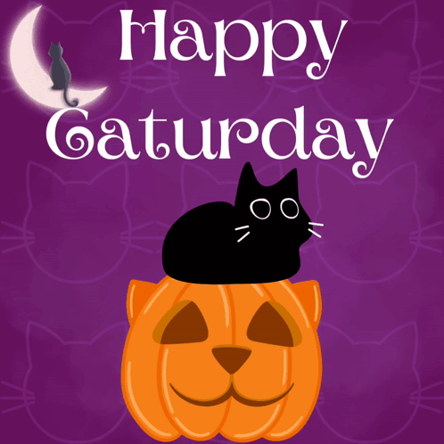 Black Cat Sitting on Pumpkin Happy Saturday