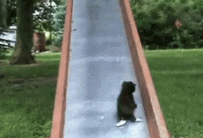 Black Cat Sitting on Slide