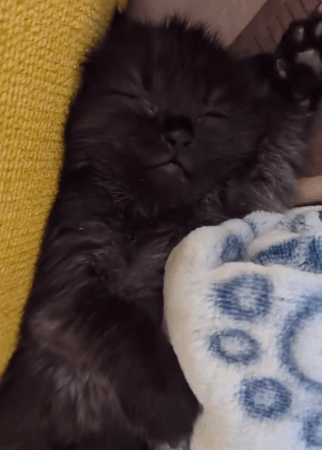 Black Cat Sleeping On Blue Circles Blanket GIF