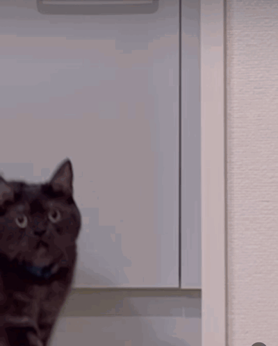 Black Cat Standing