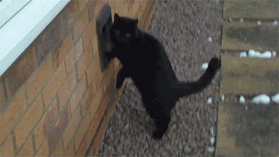 Black Cat Standing Next to Brick Wall