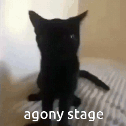 Black Cat Standing On Hind Legs Agony Stage GIF