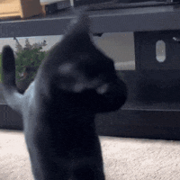 Black Cat Standing on Hind Legs Looking at Camera