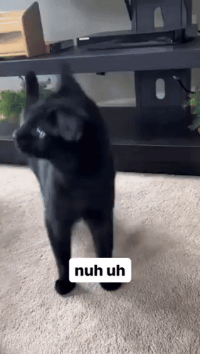 Black Cat Standing on Hind Legs Saying Nuh Uh