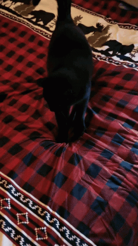 Black Cat Standing On Plaid Comforter GIF
