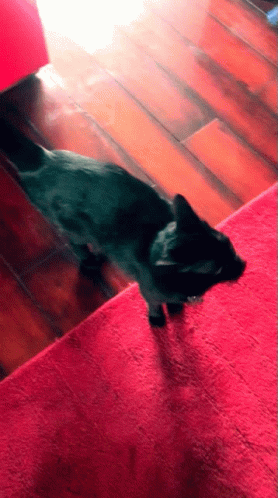 Black Cat Standing on Red Carpet
