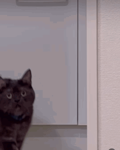 Black Cat Stare GIF