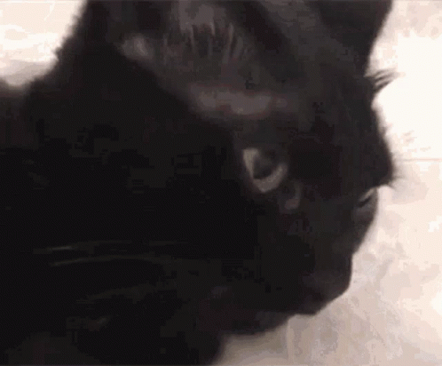 Black Cat Stick Tongue Out GIF