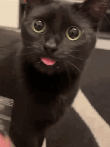Black Cat Sticking Tongue Out Looking At Camera GIF