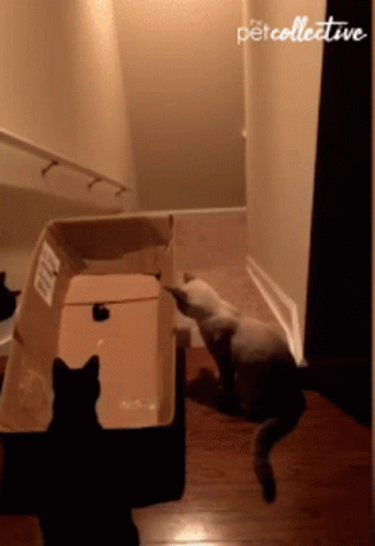 Black Cat Stunt Stairs GIF