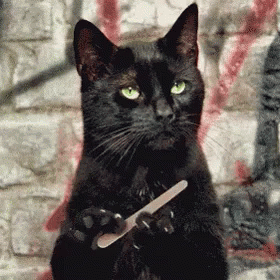 Black Cat Unamused Reaction GIF