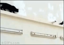Black Cat Walking Next to 4gifs.com Sign