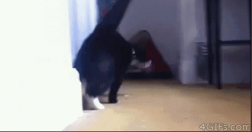 Black Cat Walking Through Room