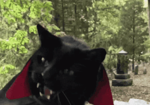 Black Cat Wearing Red Cape And Fangs GIF