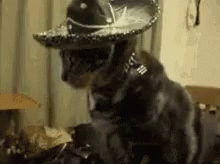 Black Cat Wearing Sombrero and Collar