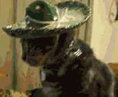 Black Cat Wearing Spanish Hat Que GIF