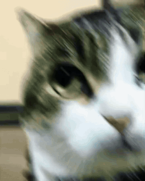 Black Cat Wearing Tie and Collar