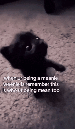 Black Cat When Being Meanie Weenie