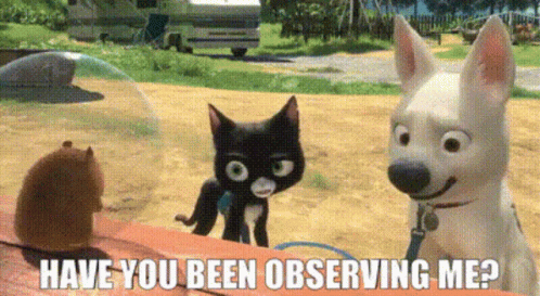 Black Cat White Dog Have You Been Observing Me